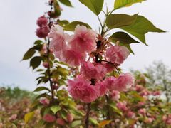 -石家庄市植物园