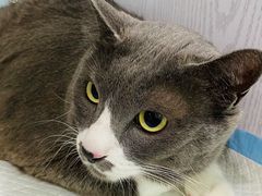 -纳吉亚猫专科动物医院·北北分院