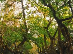 -颐和路民国时期公馆风貌区