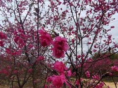 -天适樱花悠乐园