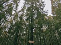 -水杉园