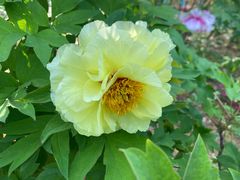 -洛阳郁金香牡丹园