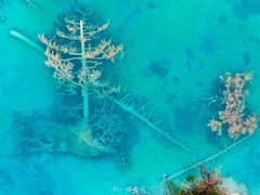 -九寨沟-树正沟