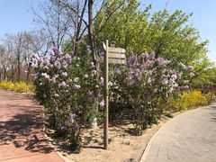 -大兴滨河森林公园