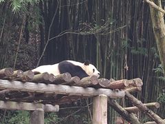 -都江堰中华大熊猫苑