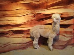 -酷嗒动物文化乐园(cutezoo西溪乐天城店)