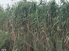 -荷塘月色湿地公园·向阳花洲