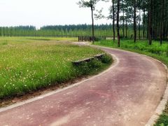 -黄海国家森林公园