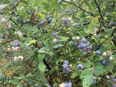 -金谷域澳洲庄园