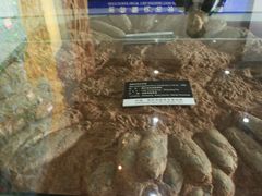 -中国西峡恐龙遗迹园
