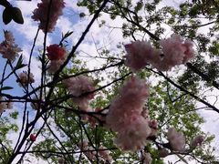 -南汇桃花村