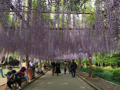 -嘉定紫藤园