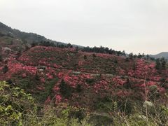 -木兰云雾山