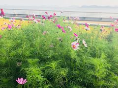 -野狸岛