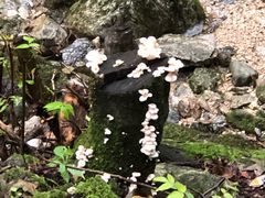 -牛背梁国家森林公园