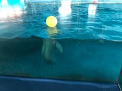 -秦皇岛乐岛海洋王国