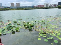 -天鹅湖体育公园