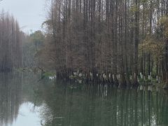 -桤木河湿地公园