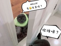 -爱侣宠医·鹦鹉专科·小型哺乳类·异宠专科(灵石路店)