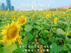 -映月湖中央公园