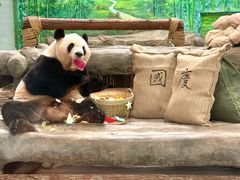 -灵玲国际马戏城