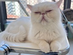 -怪兽屋·羊驼·猫咖·狗咖(俊华广场店)