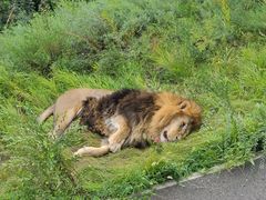 -大青山野生动物园