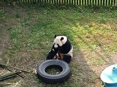 -沈阳森林动物园