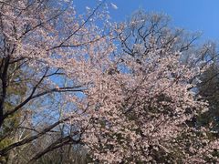 -井之头恩赐公园