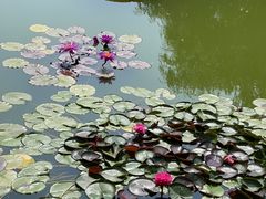 -国家植物园南园