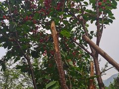 -樱桃山旅游景区