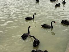 -池杉湖湿地公园