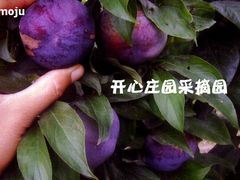 -开心庄园