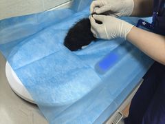 -北京观赏动物医院·24小时大型综合·猫专科·异宠专科