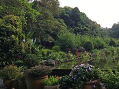 -深圳仙湖植物园