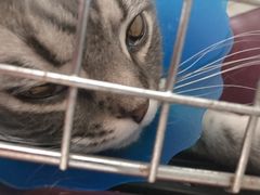 -伟伟宠物医院·瑞派猫友好医院·猫科(光谷店)