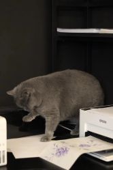 -飛凡TATTOO纹身•原创