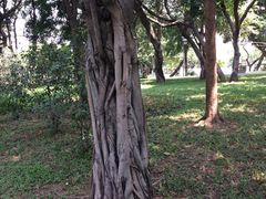 -王借岗森林公园