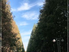 -日照海滨国家森林公园