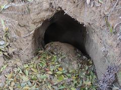 -火炉山森林公园