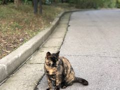 -上海吴淞炮台湾国家湿地公园