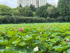-黄兴公园