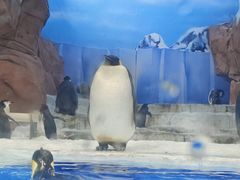 -海合安成都极地海洋公园
