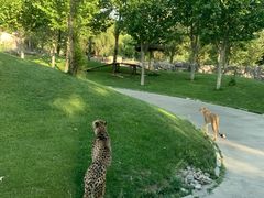 -北京野生动物园