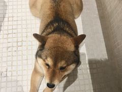 -柴务处·柴犬主题狗咖