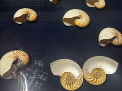 -青岛贝壳博物馆