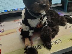 -关爱动物医院·心脏·中兽医·异宠(金牛路分院)