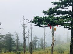 -朱雀国家森林公园
