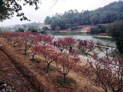 -南国桃园旅游度假区