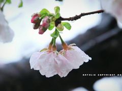 -天适樱花悠乐园